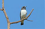 White-breasted Woodswallow